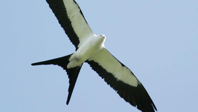 Swallow-tailed kites are moving into the central Mississippi area.