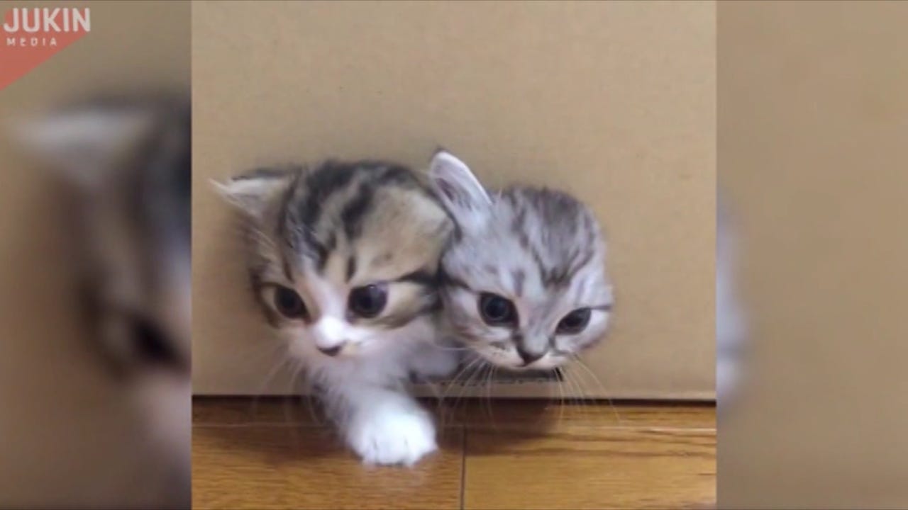 Magical box releases kittens, kittens, and more kittens3200 x 1800