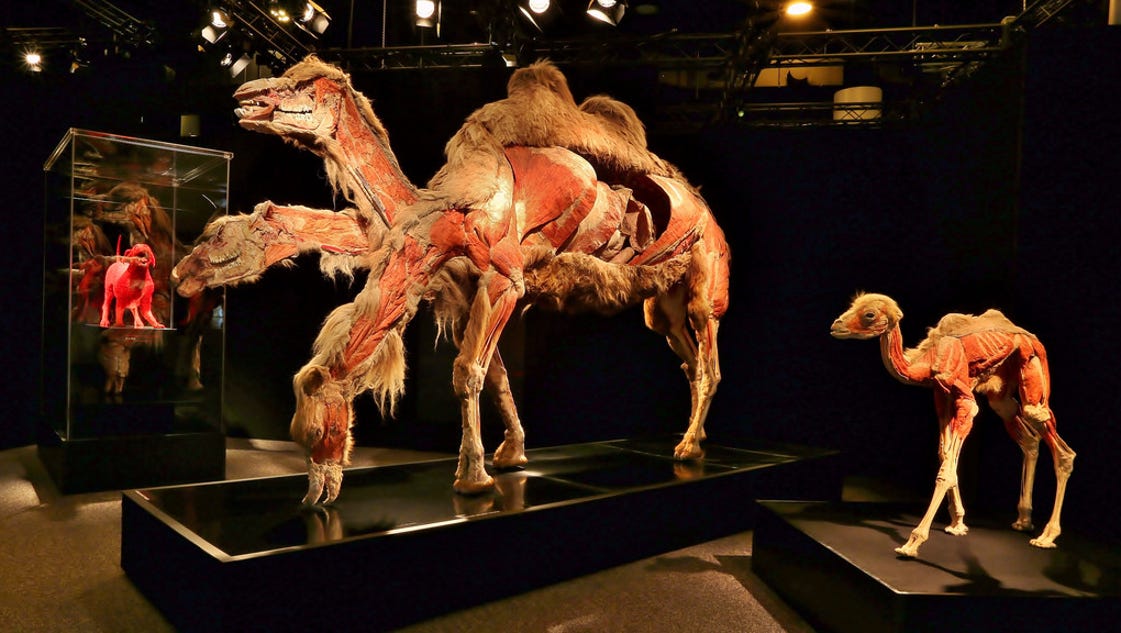 Body Worlds: Zoo exhibit takes inside-out view of animals - Wauwatosa Now