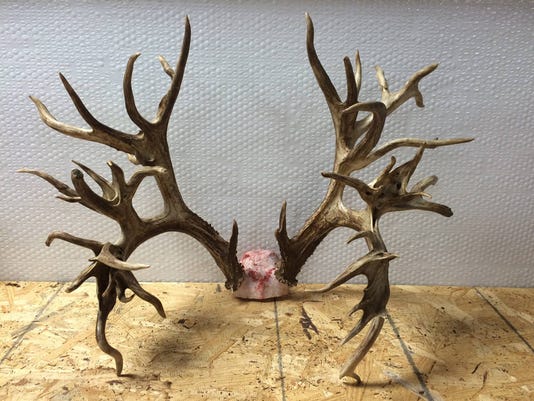 potential world record deer