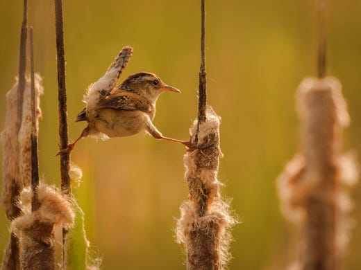 EDITOR'S CHOICE WINNER: A frequent visitor to Lake