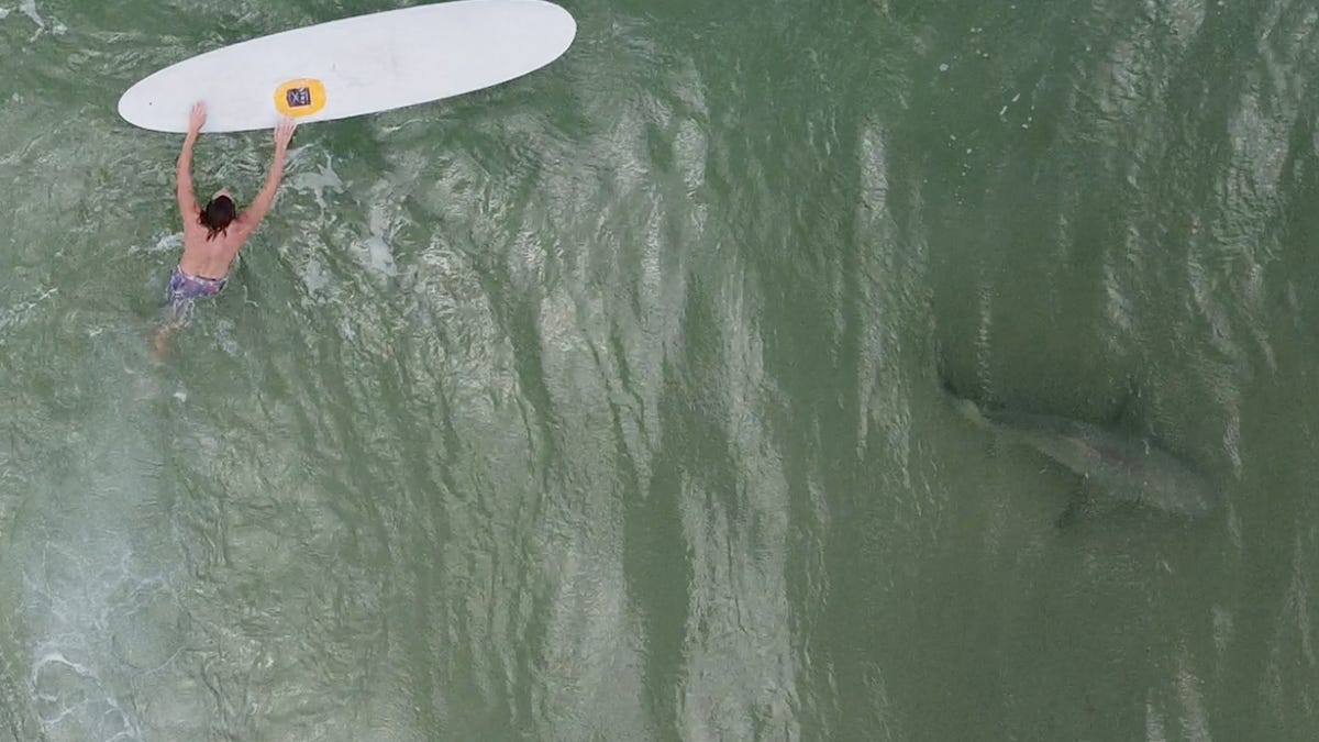 Drones Reveal Shark Fests Though Oregon Bites Remain Rare
