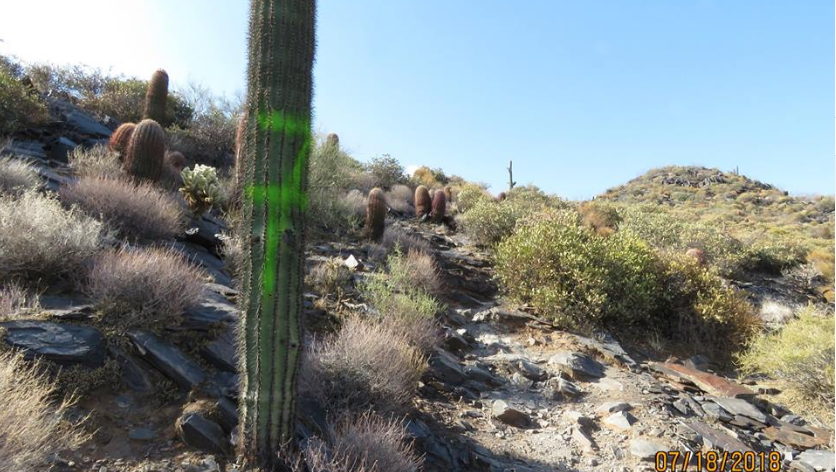 Sheriff S Office Seeks Suspect After Saguaros Tagged In Cave Creek