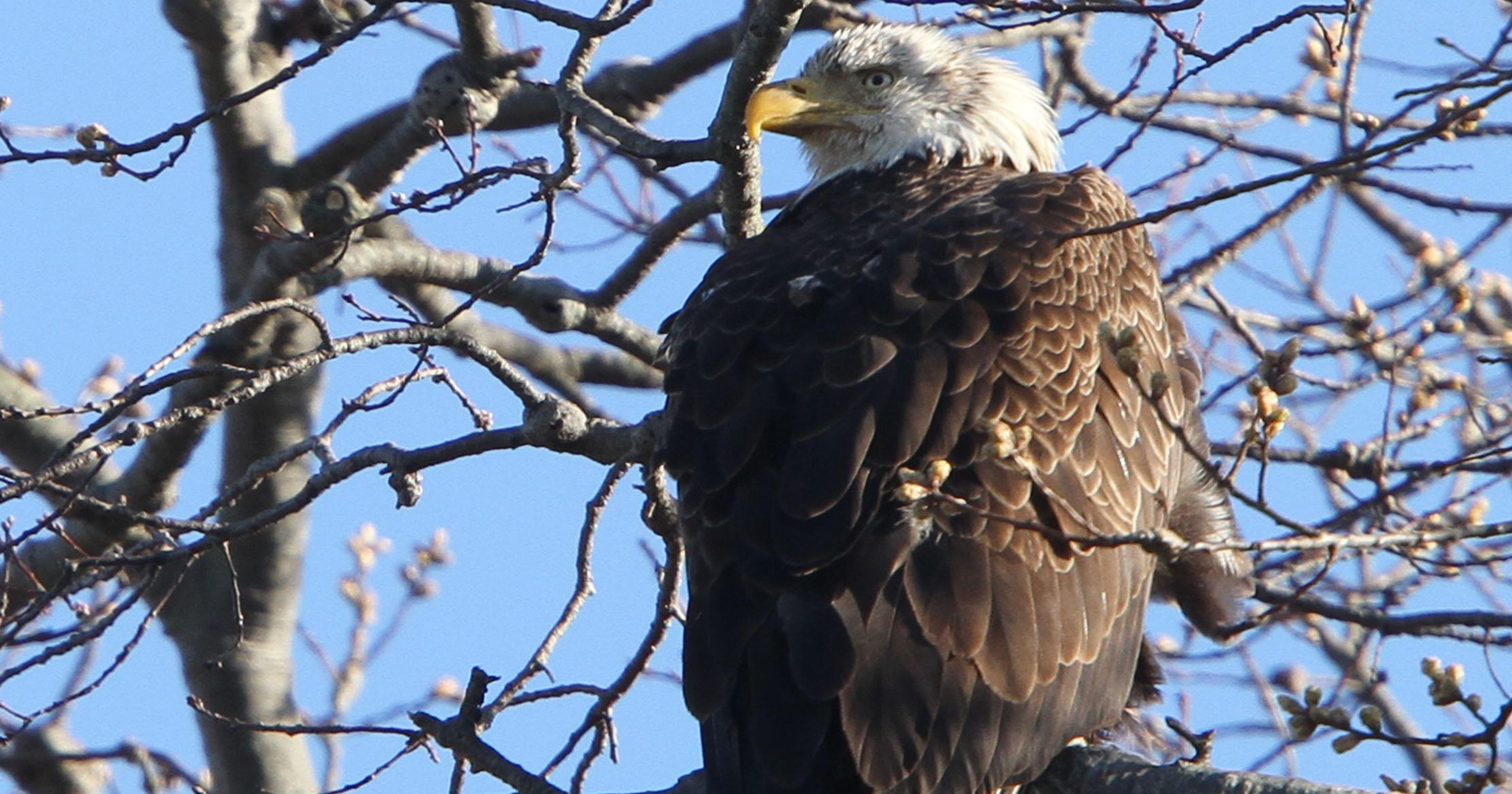 Bald eagles in NJ up from 1 nest to 204; here's where you can see them