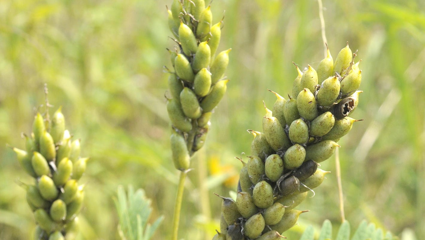 Almanac Canada milkvetch