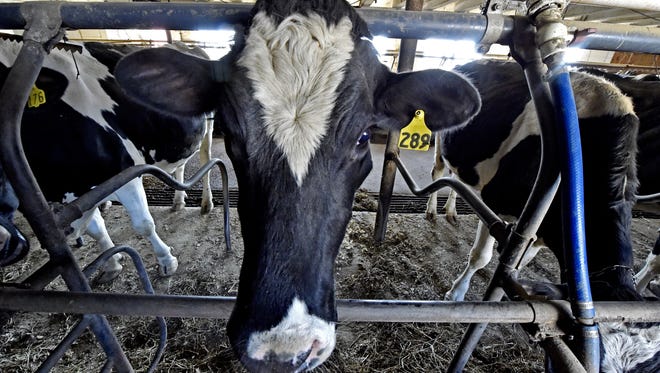 Six Ohio dairies in Mercer County and four in Auglaize County closed or reduced their herds over the past year, according to The Daily Standard.