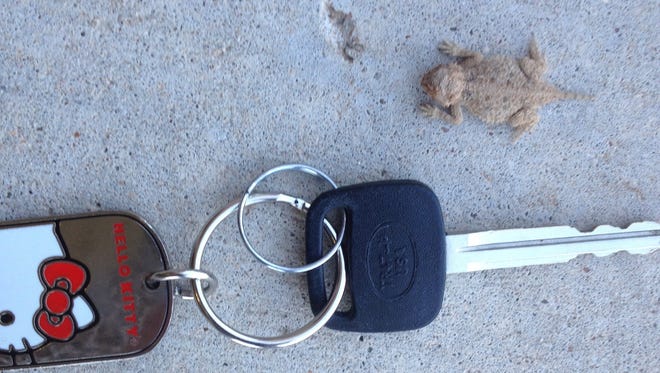A juvenile horned lizard is photographed on a San Angelo sidewalk, with Hello Kitty keychain for scale.