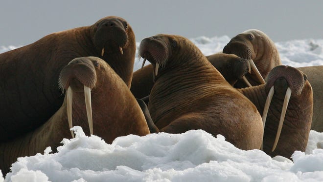 In this April 18, 2004, photo provided by the U.S. Fish and Wildlife Service Pacific walrus cows and yearlings rest on ice in Alaska. The U.S. Fish and Wildlife Service, part of the Interior Department, has until Saturday, Sept. 30, 2017, to decide whether Pacific walrus should be listed on the threatened species list because of threats to its habitat, sea ice, due to climate warming. (Joel Garlich-Miller/U.S. Fish and Wildlife Service via AP)