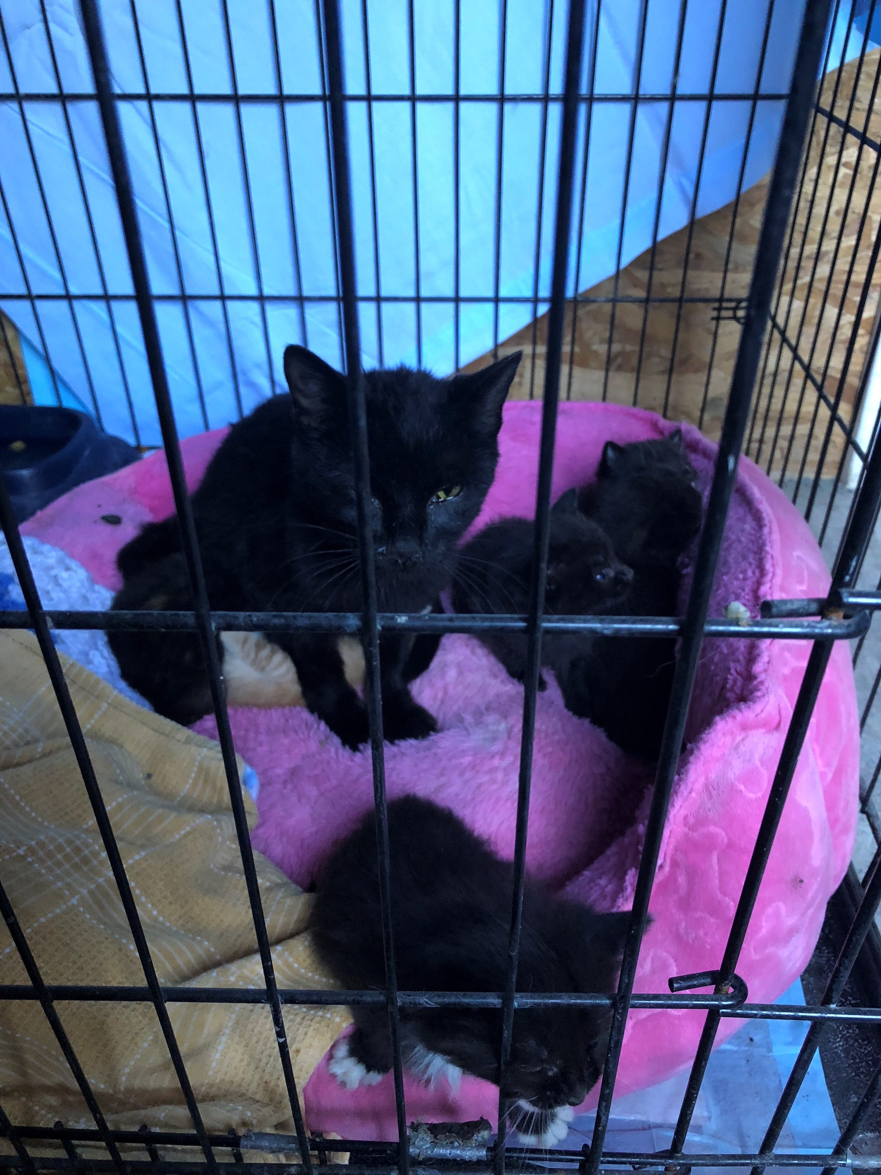 temporary cat shelter