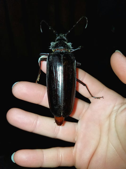 Arizona overrun by giant, flying beetles in search of love