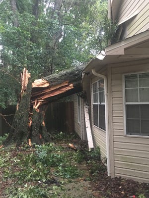 Oak tree that fell through the middle of my parents house