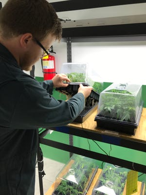 Lead horticulturist James Chapman shows the root structure of marijuana plants growing at Surterra's Leon County facility.