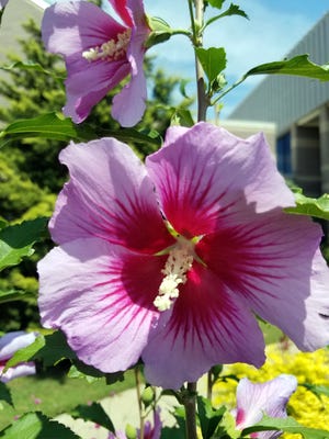 "Purple Pillar" rose of Sharon features a columnar growth habit studded with richly colored flowers.