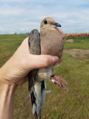 A banded mourning dove. Doves that spend summers in Montana head south for the winters. "They can fly all the way down to Texas or Mexico and next spring," Ryan Williamson of Montana Fish, Wildlife and Parks says.