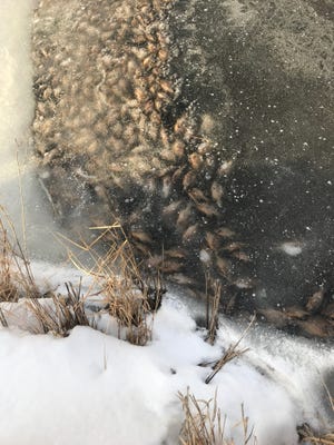A photo taken Friday, Feb. 2, 2018 by John Darling of the Michigan Department of Natural Resources shows dead fish in an area near Harsens Island