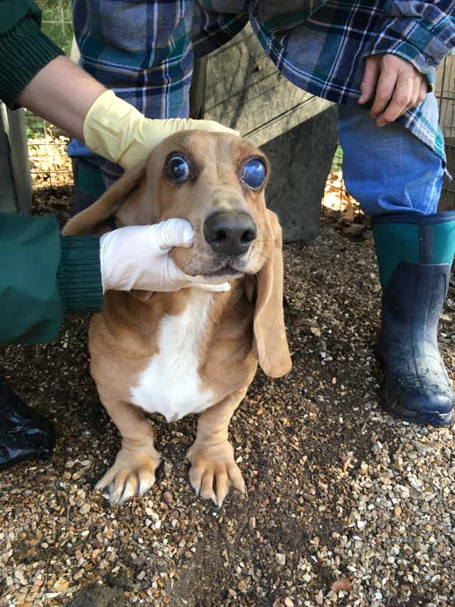 Humane Society Report Finds Missouri Leads The Nation In Puppy Mills