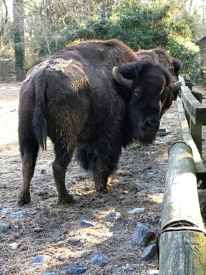 The American male bison at Salisbury Zoo was euthanized this week because of health issues, the zoo said.