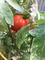 Summer tomato, fresh from the garden, summer blossom