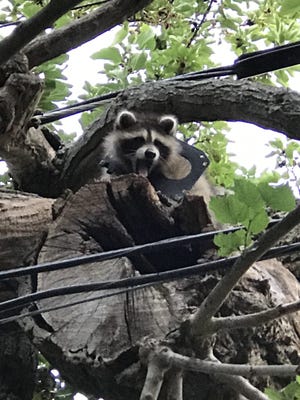 This baby raccoon has the perseverance of a neighborhood hero and an Animal Control Officer to thank for removing the plastic ring from around its neck.