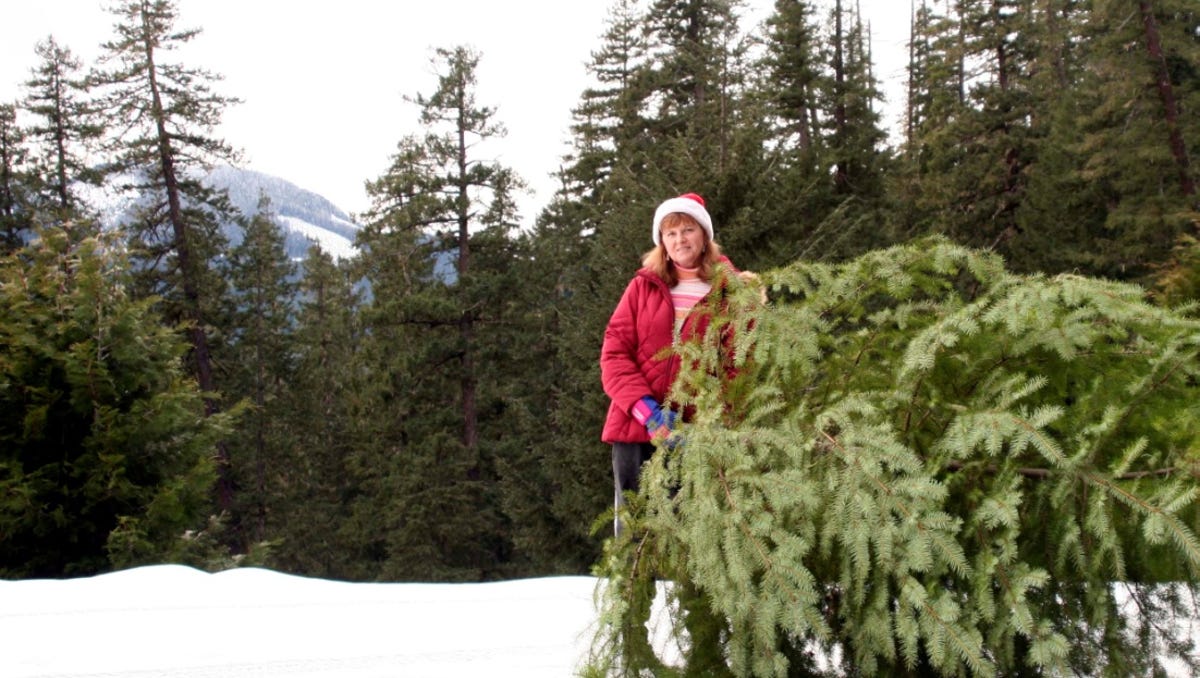 Cut Your Own Christmas Tree Permits Now On Sale