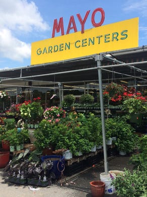 Mayo Garden Center Celebrating 140 Years As Oldest Business In