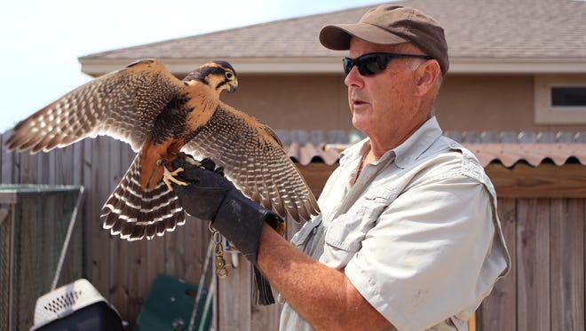 Jonathan Wood interacts with an aplomado falcon at his home in Corpus Christi. He owns the Raptor Project and lives in Corpus Christi part time. He turned a lifelong passion for falconry and birds into a successful business and travels the country with his birds.