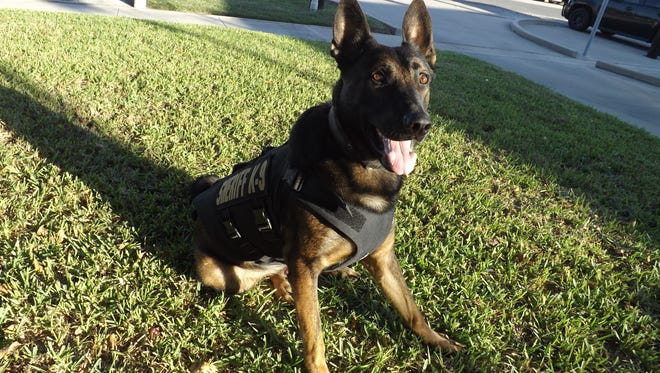 Rex, Aransas County Sherrif's Office K9 agent, received a donated bullet and stab protective vest courtesy of Vested Interest in K9s Inc.