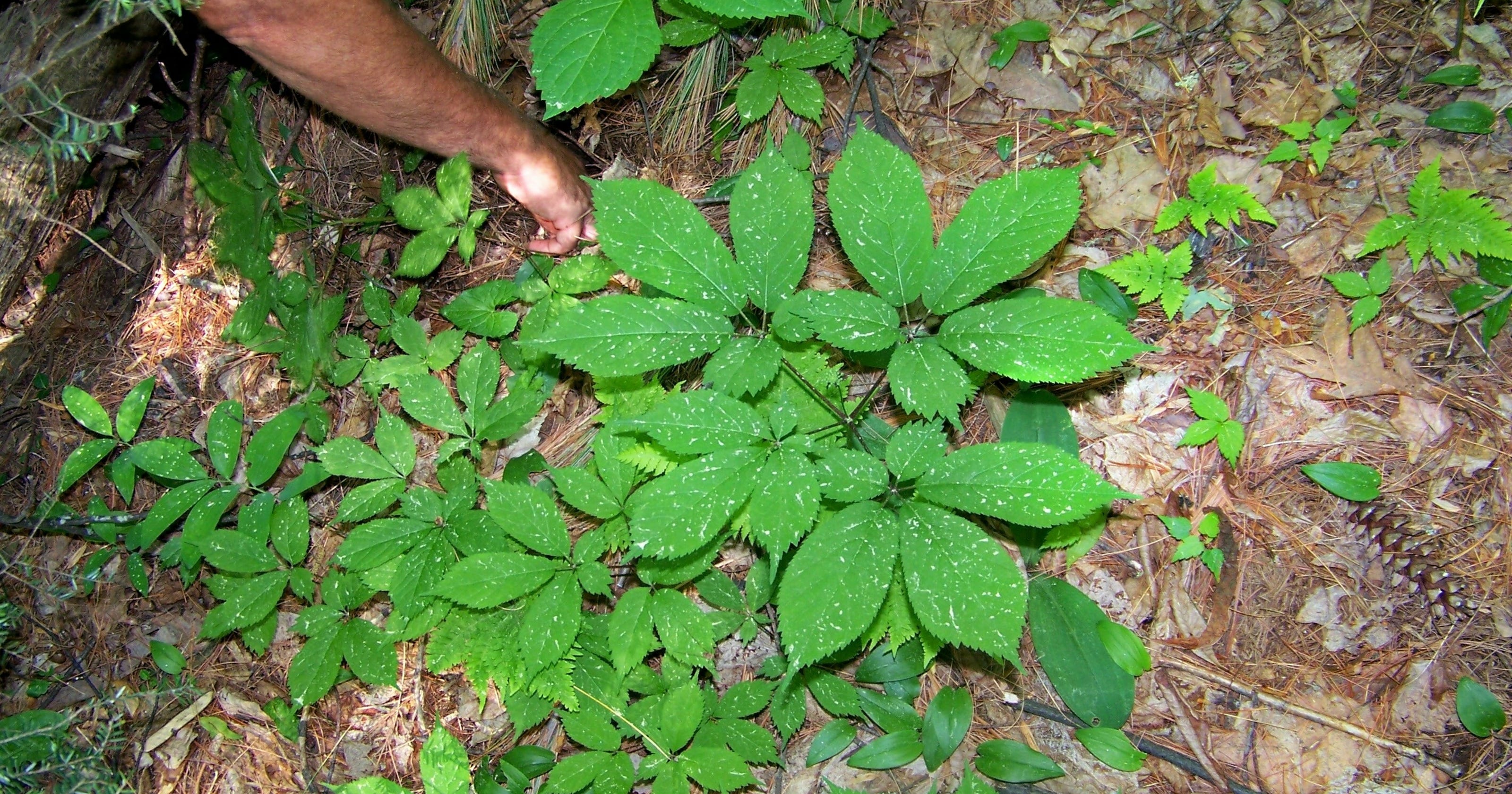 WNC combats decline of native ginseng