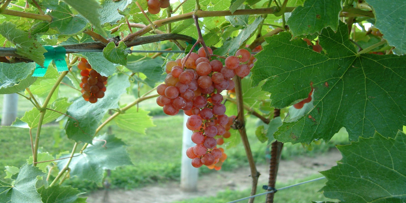 Seedless table grapes for home gardeners