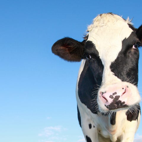 A dairy cow.