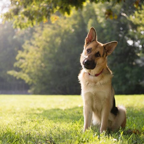 A dog with its head tilted sideways.
