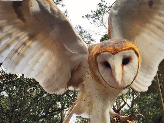 Give peace and barn owls a chance