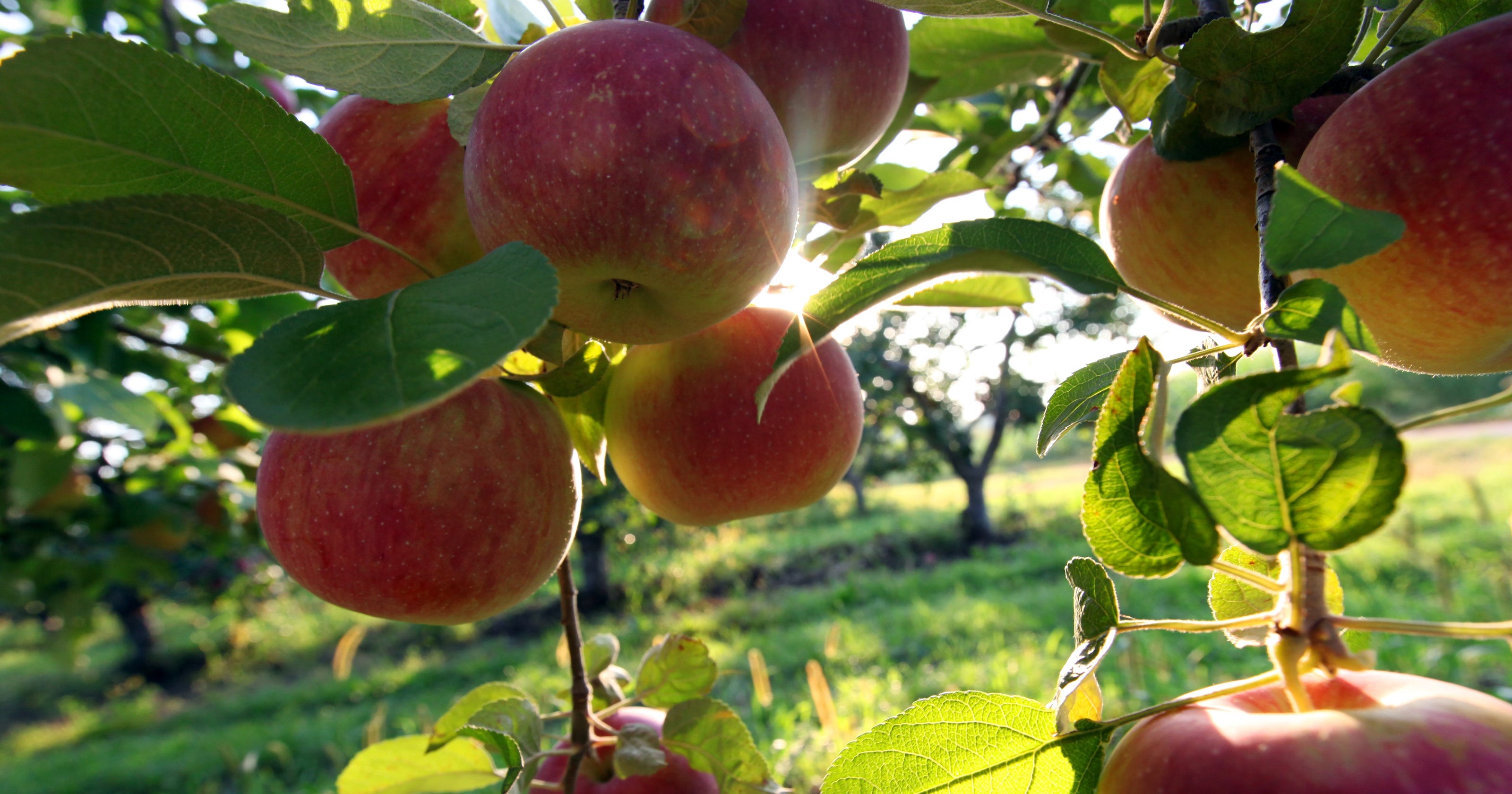Your guide to local apple orchards & cider mills