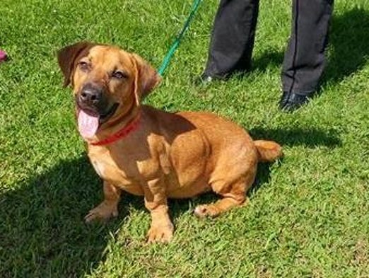 Gloucester County Animal Shelter Dogs For Adoption Gloucester County Animal Shelter Dogs For Adoption