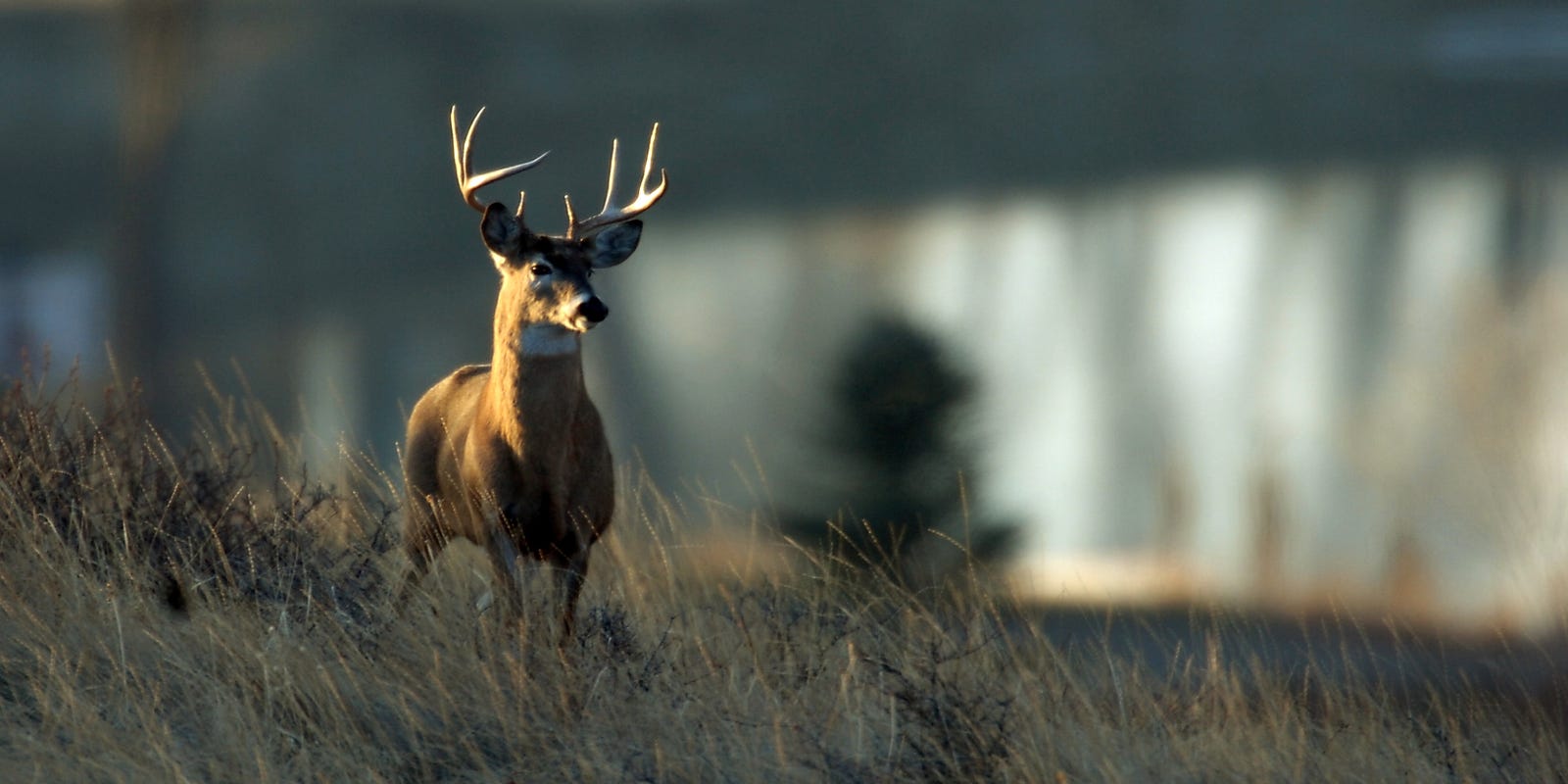 Buck Bragging Between The East And West