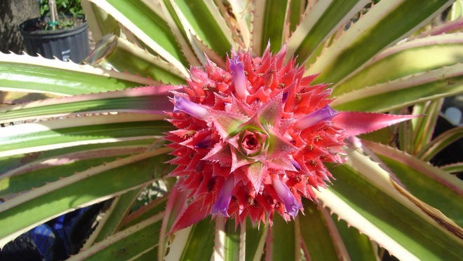 The most well known bromeliad is the pineapple. The Ivory Coast pineapple is an ornamental variety.
