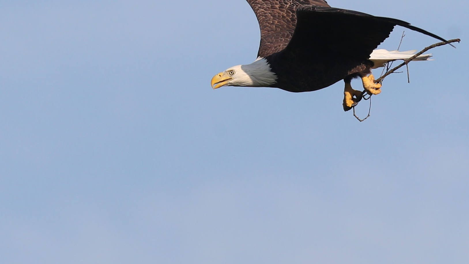 Harriet, Southwest Florida's famous bald eagle, lays new egg