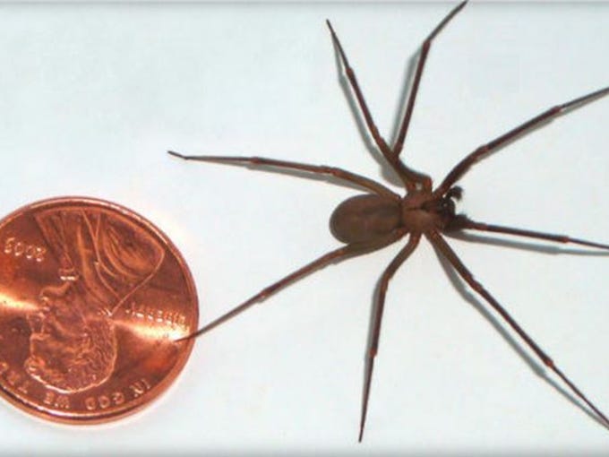 Here are the two venomous spiders found natively in Middle Tennessee