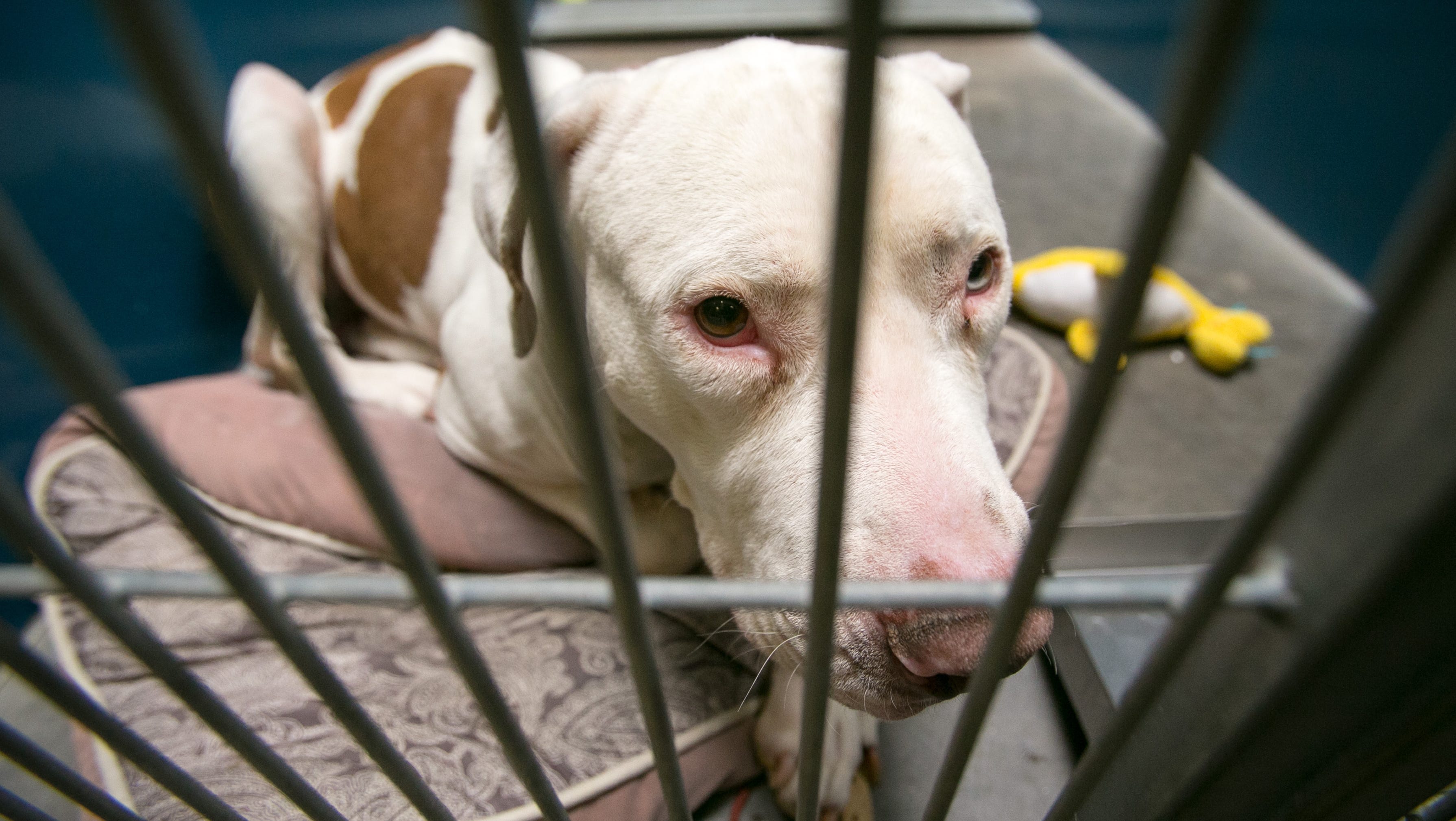 phoenix judge spares controversial pit