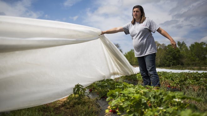 Angie Edelen helps her husband, Brett Edelen, take covers off strawberry plants at Berry Acres in Anderson County in April 2016.
