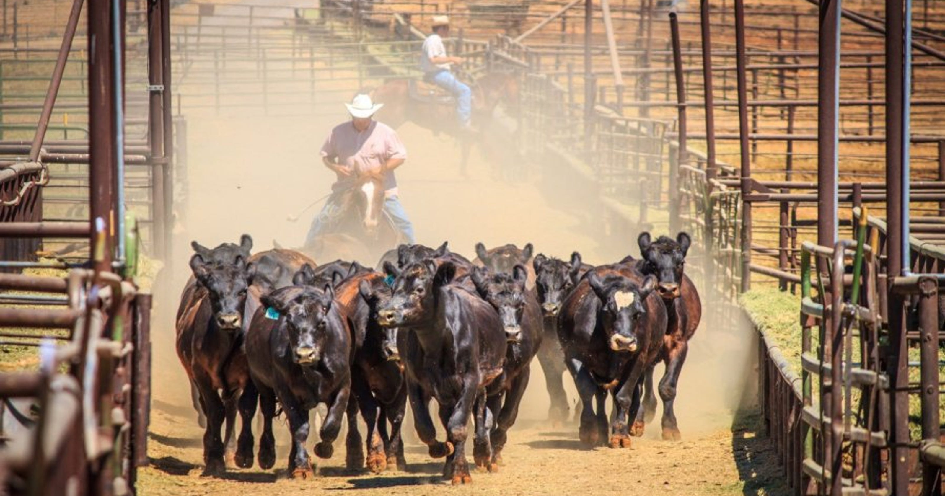 Shasta Livestock Auction Yard celebrates 50th anniversary