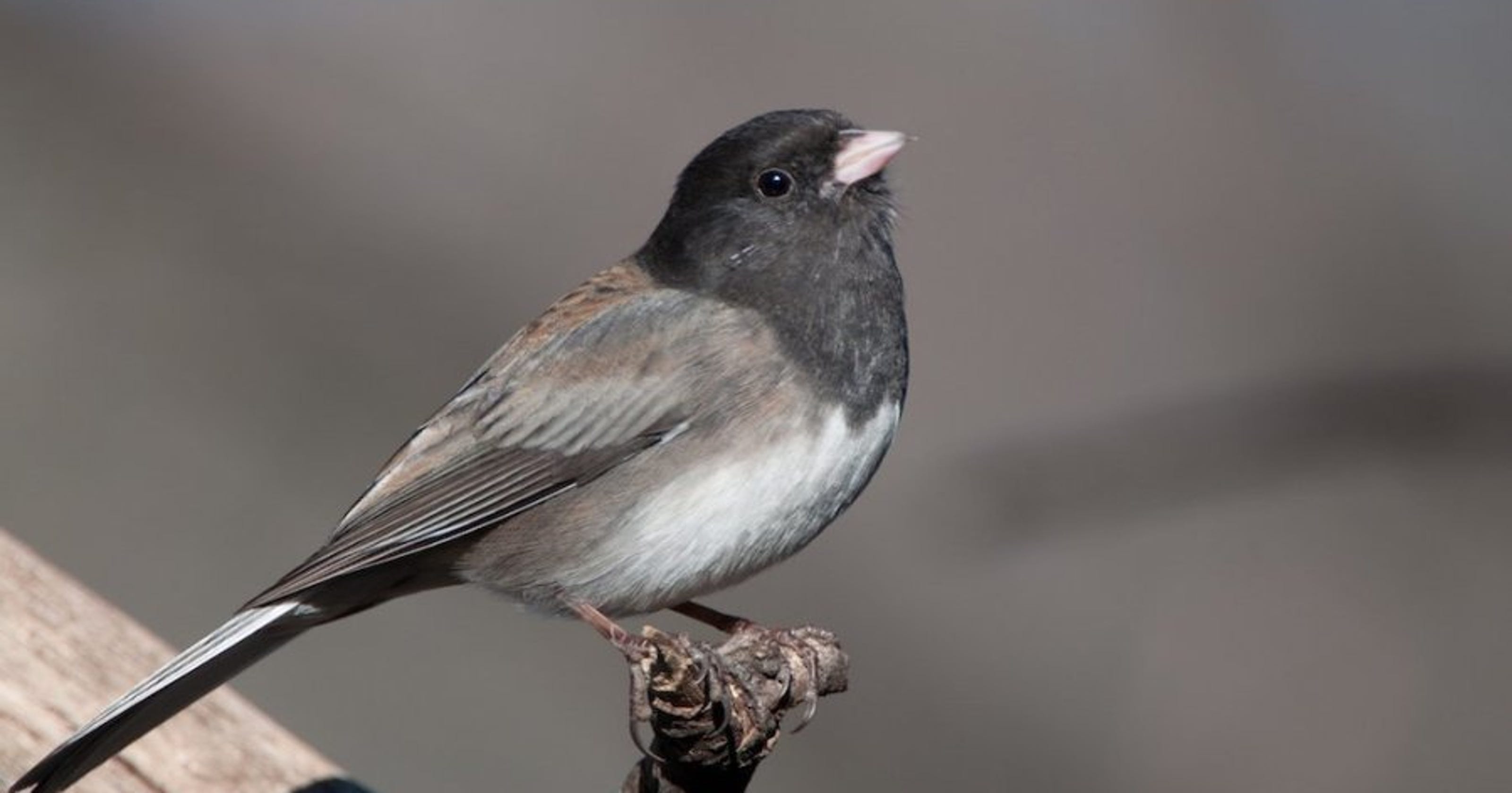 Bird Words Darkeyed juncos arrive for the winter