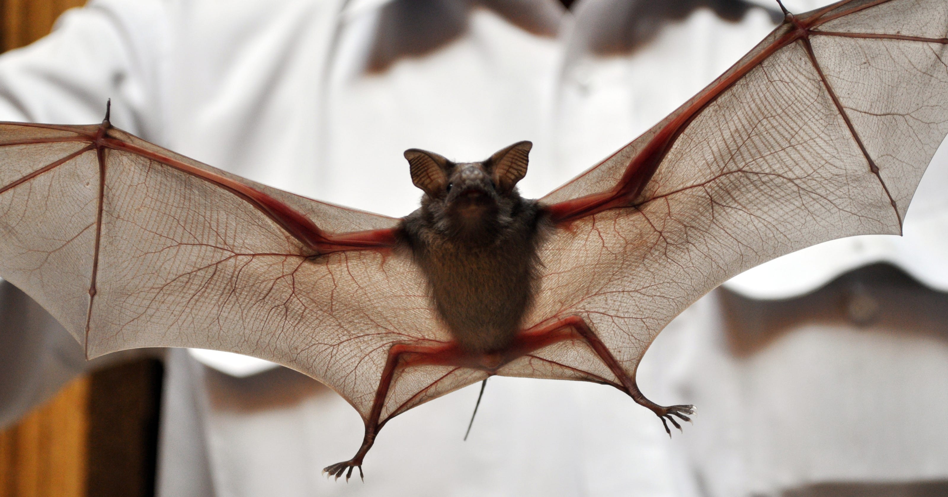 Why Dutchess is warning residents of bats Why Dutchess is warning residents of bats