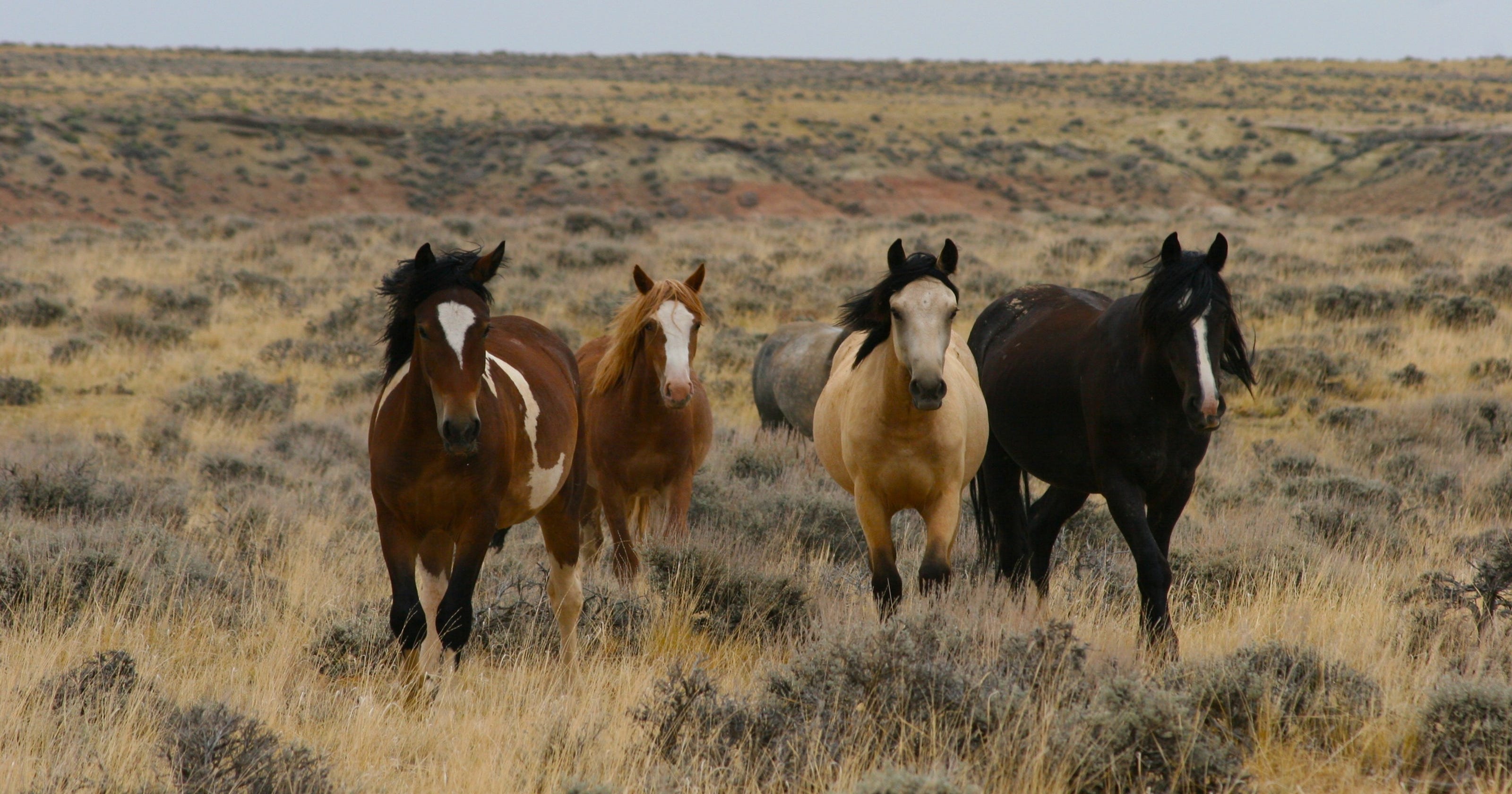 10 great places to see wild horses