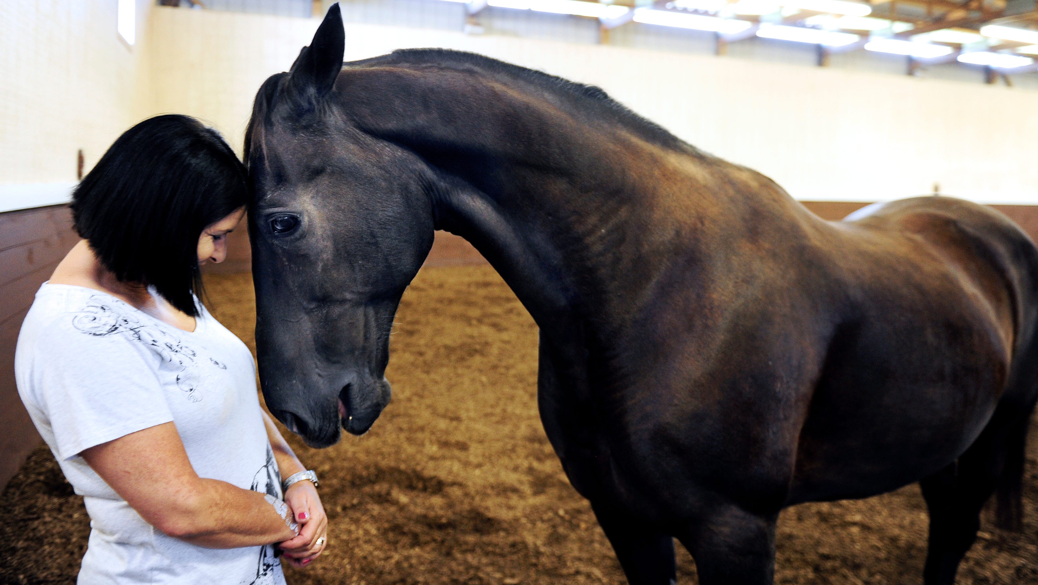 Rescue Group Saved Walking Horse In Pads From Slaughter