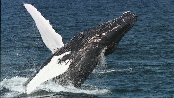 Humpback whales can be spotted on boat tours off the coast of Massachusetts.