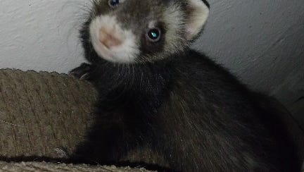 North Fort Myers Pet Store Says Trio Of Teens Took Ferret
