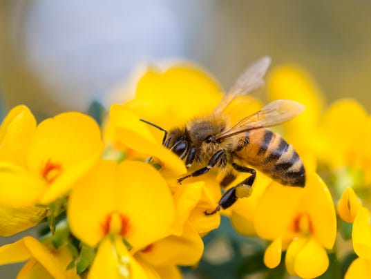 Image result for honey bees