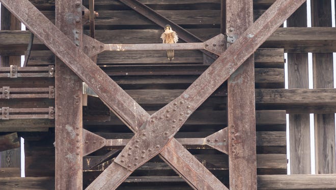 A peregrine falcon is seen nesting on the top of the Pere Marquette railroad bridge in Port Huron.