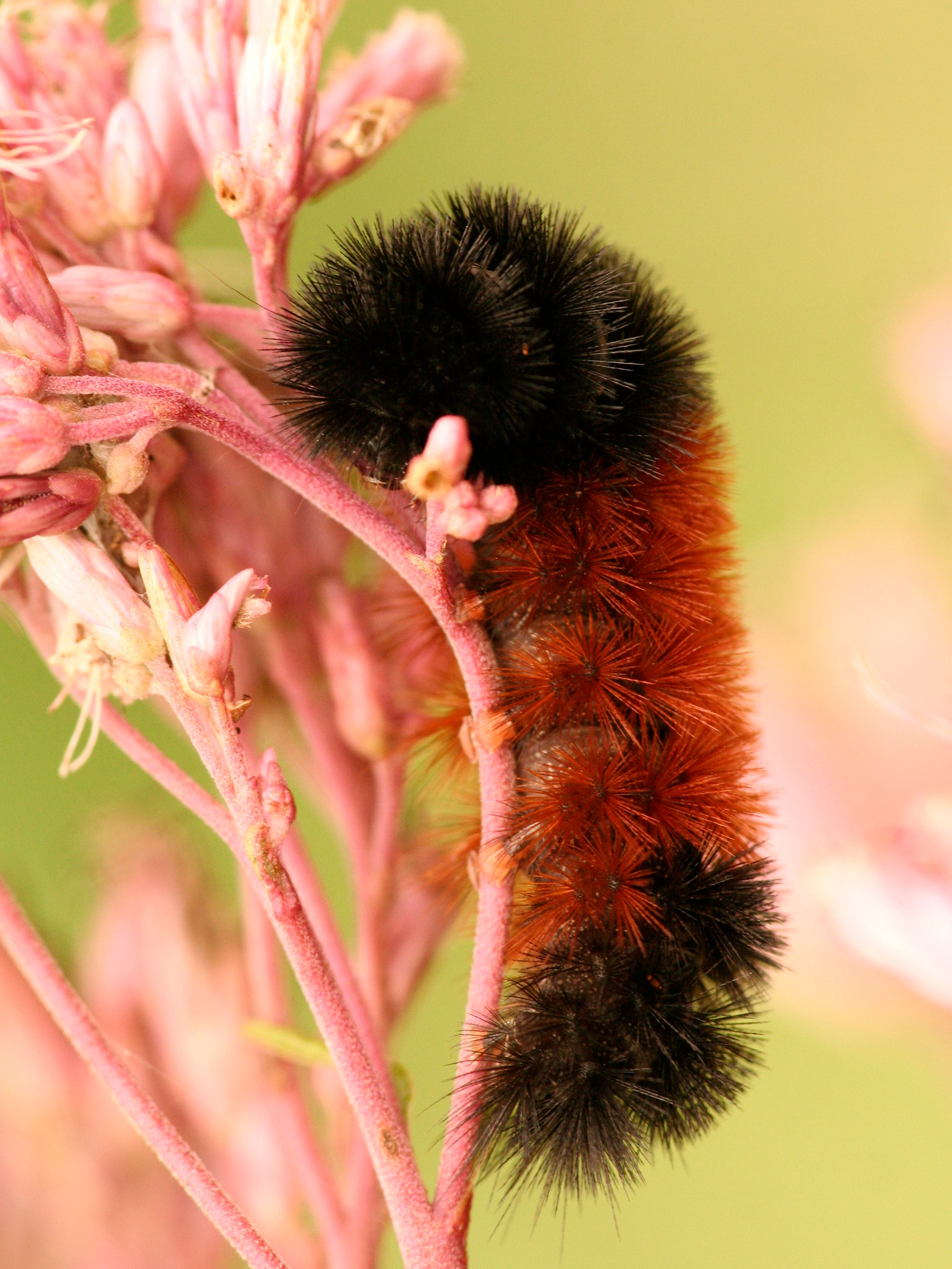 download light brown wooly worm download light brown wooly worm